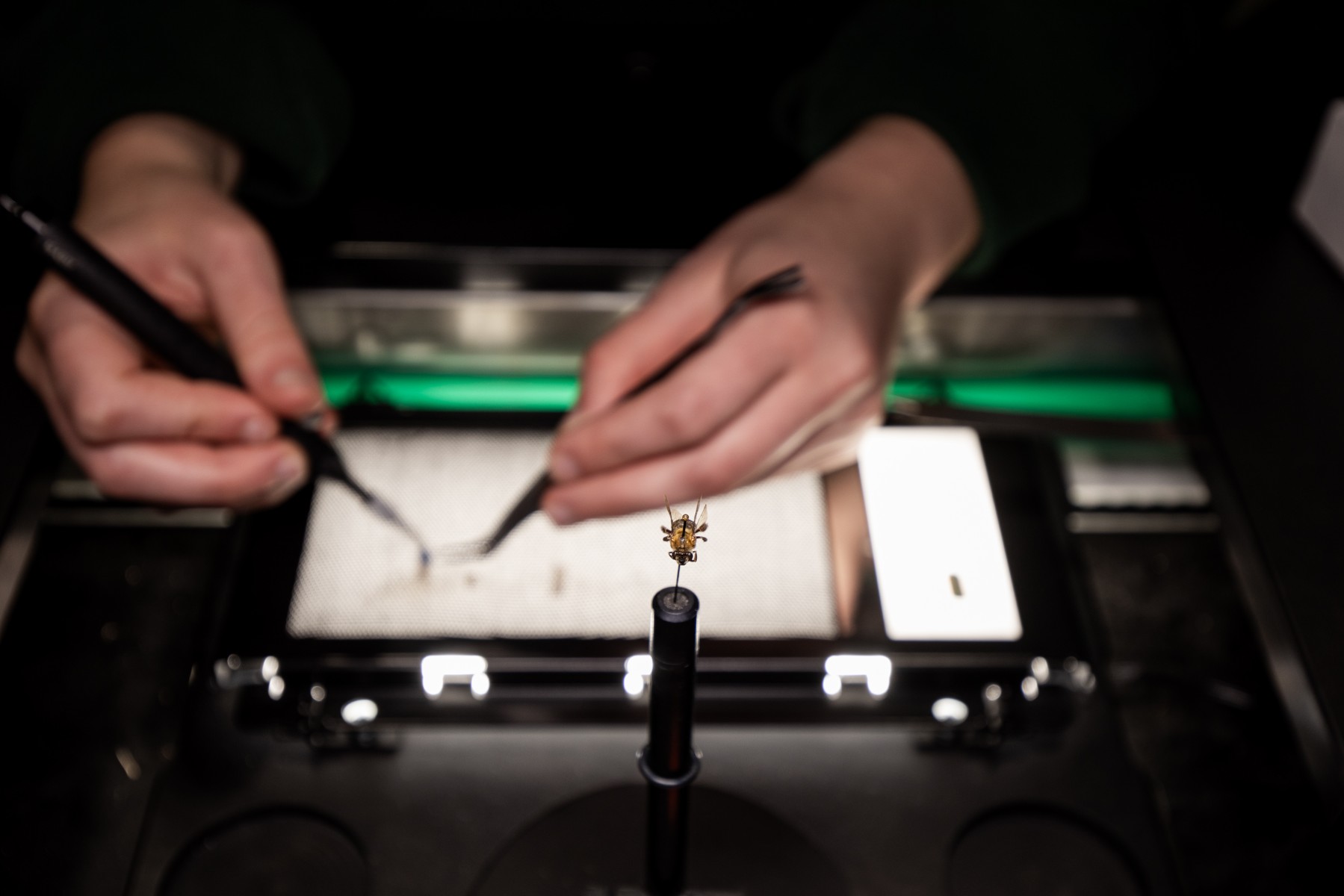 Picturae vervolgt internationale groei en verkoopt digitaliseringsactiviteiten aan Phasalento (GMS)